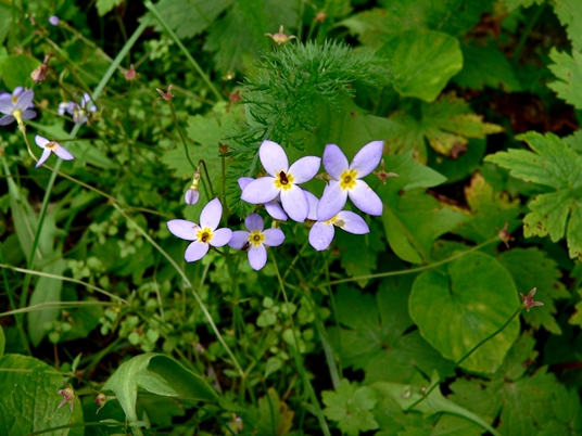 {Houstonia serpyllifolia}